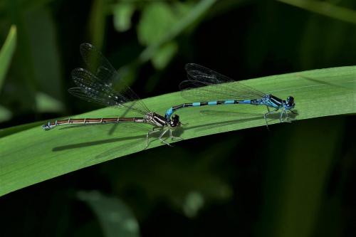 Coenagrion mercuriale
